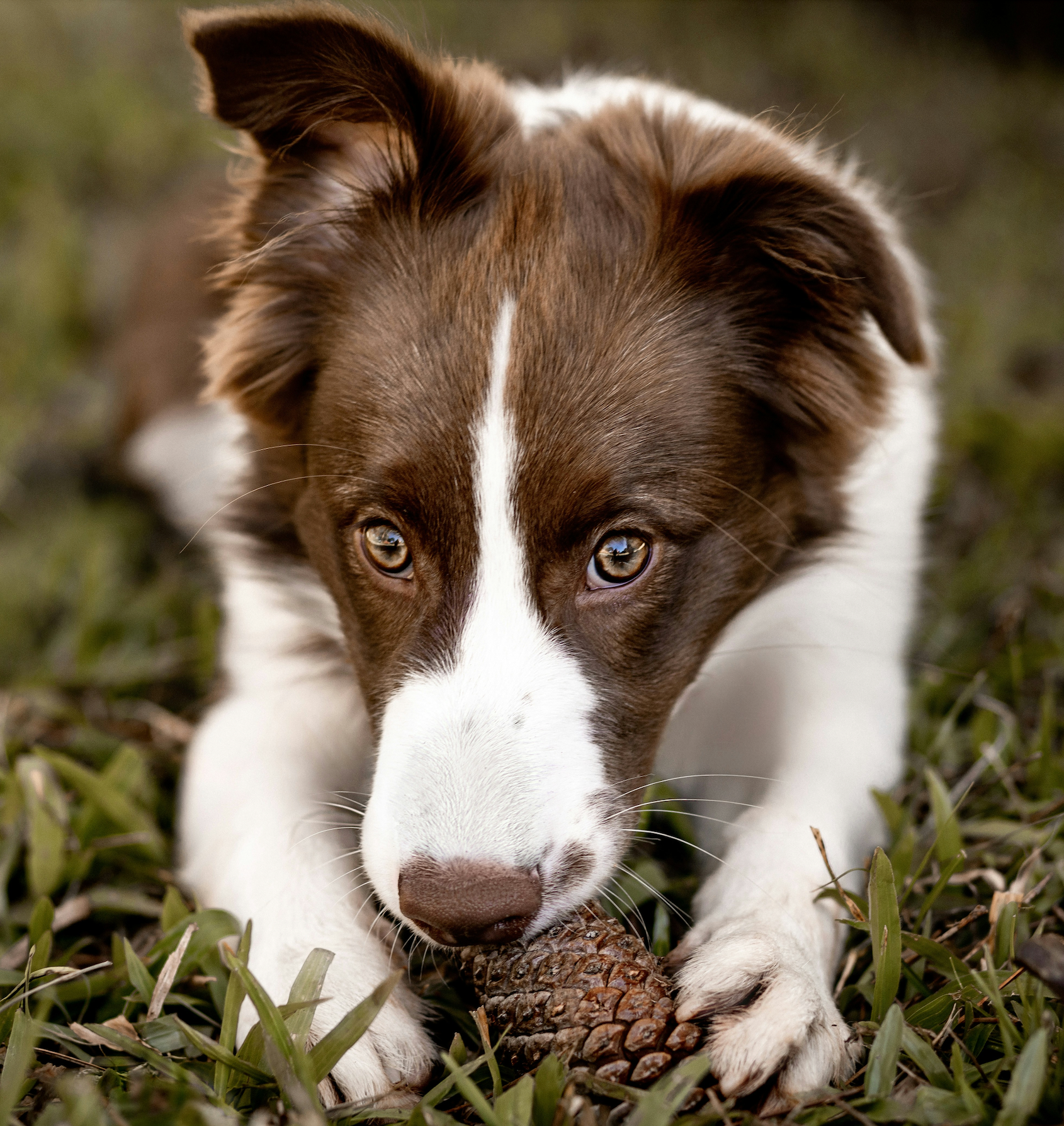 Border collie design