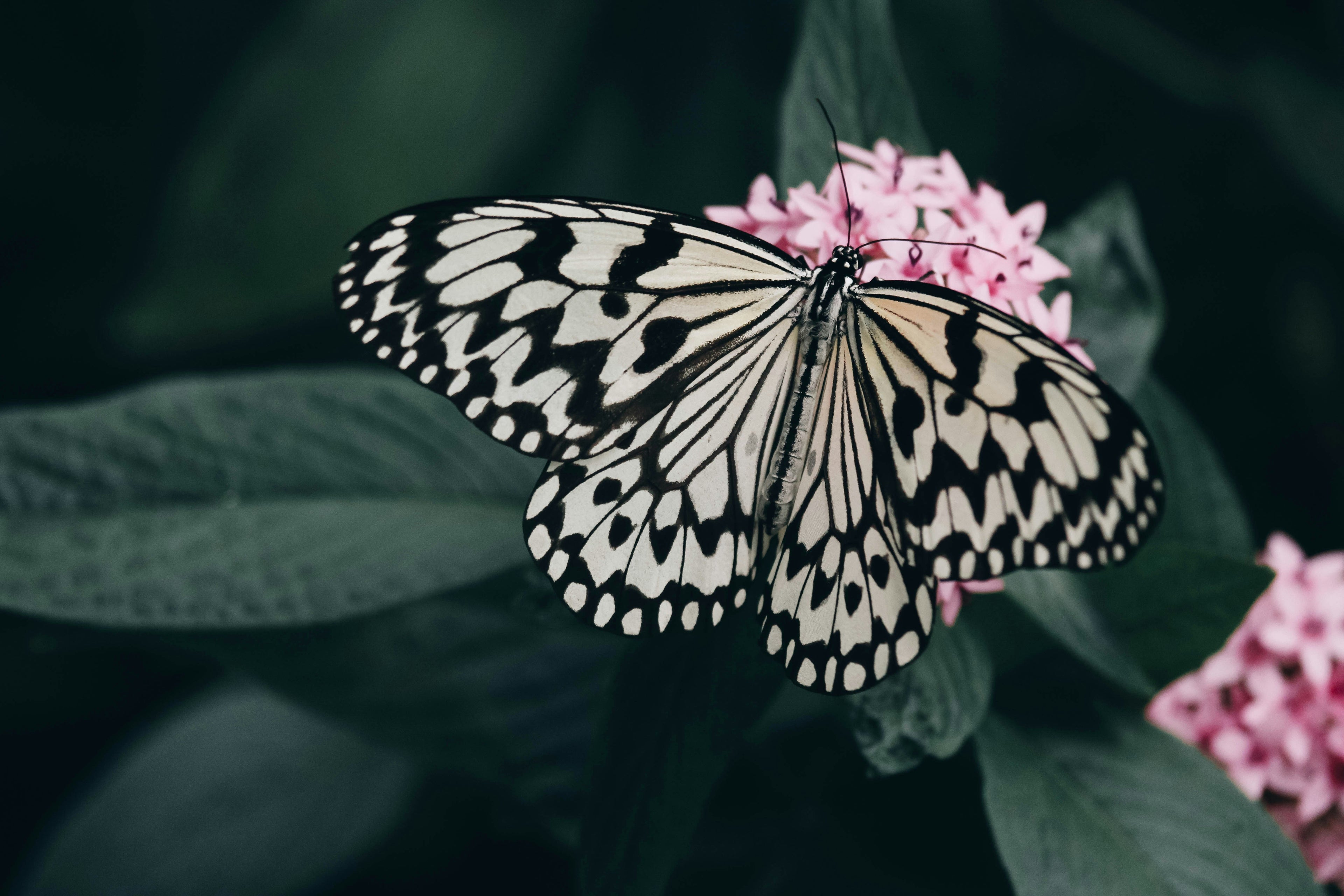 Butterfly & flowers design