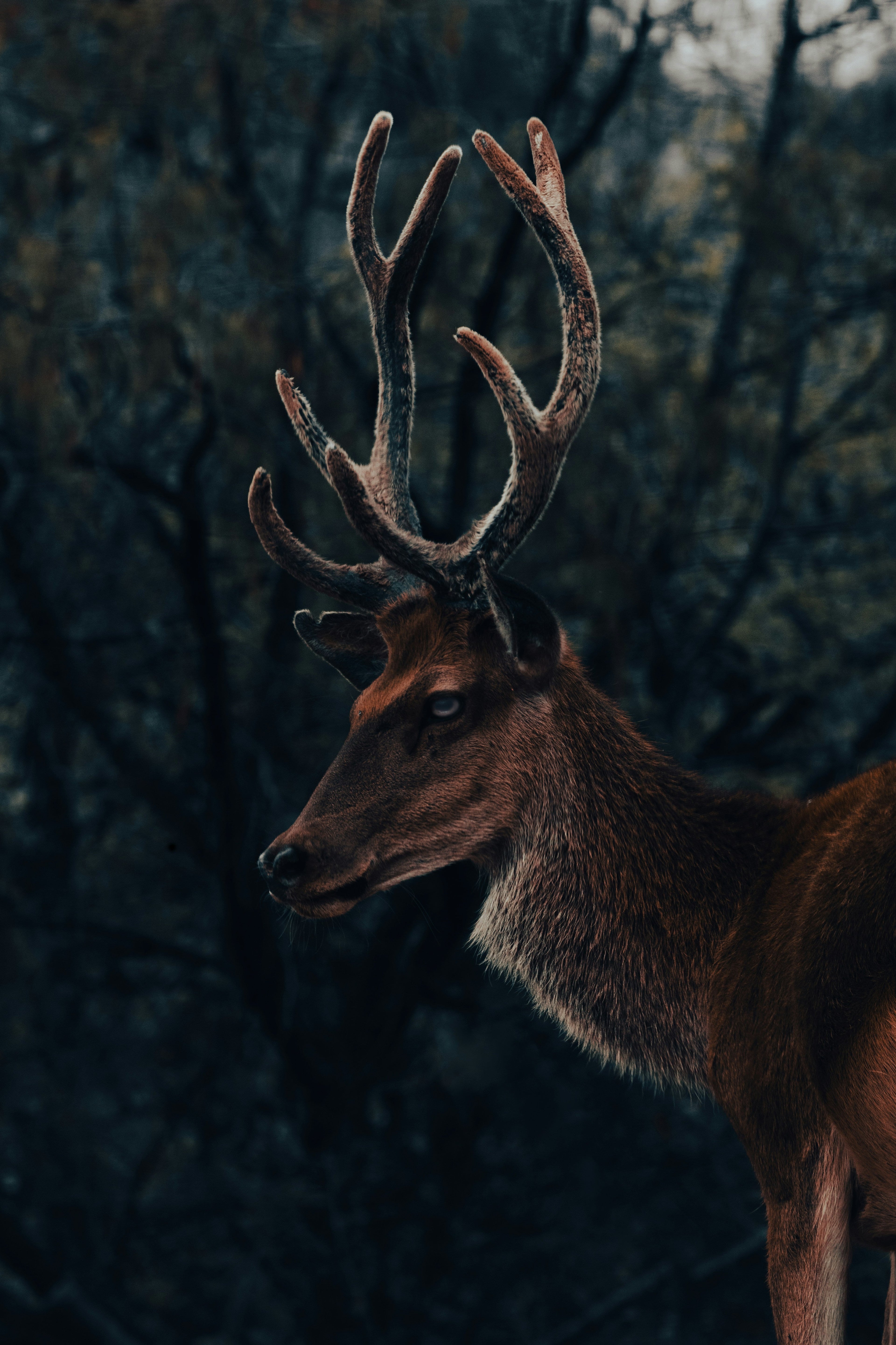 Deer in forest design